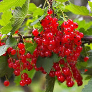 Redcurrant jonkheer-van-tets